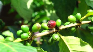 4k kahve çekirdekleri taze kahve arabica ağaç