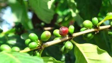 4k kahve çekirdekleri taze kahve arabica ağaç