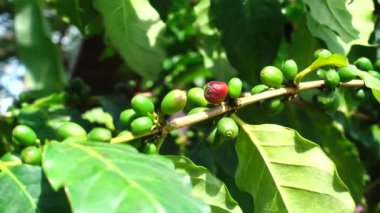 4k kahve çekirdekleri taze kahve arabica ağaç