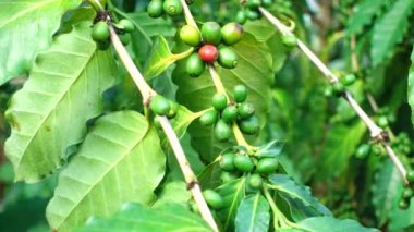 4k kahve çekirdekleri taze kahve arabica ağaç