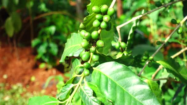 4К дерево Кофе в зернах свежий кофе Арабика — стоковое видео