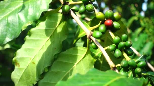 4k Baum Kaffeebohnen frischer Kaffee Arabica — Stockvideo