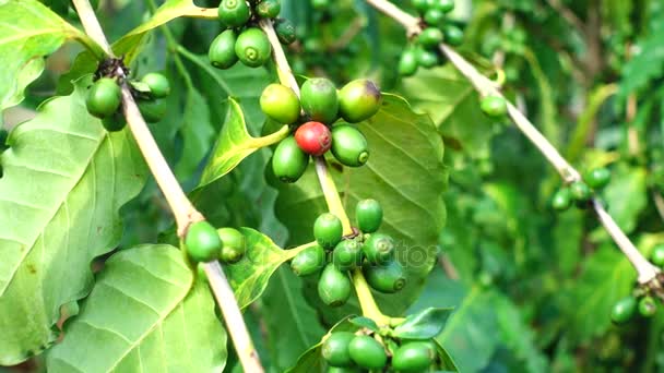 4K árbol granos de café café fresco arabica — Vídeos de Stock