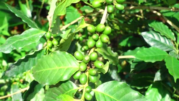 4k kahve çekirdekleri taze kahve arabica ağaç — Stok video