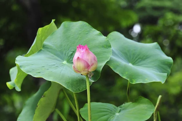 Hermosa hoja verde tailandesa de loto —  Fotos de Stock