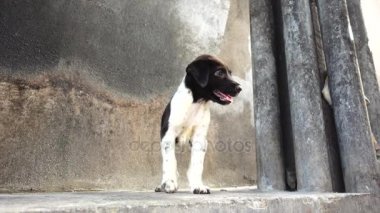 Tay bebek köpek evde beslenen hayvan