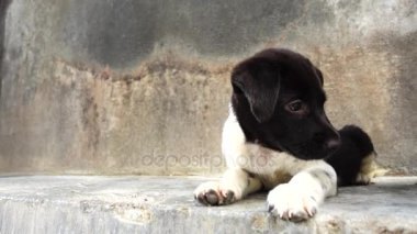 Tay bebek köpek yavrusu