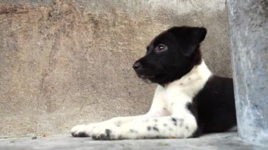 Tay bebek köpek yavrusu