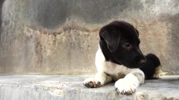 Thailändska barn hundvalp — Stockvideo