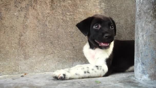 Thaise baby dog pup — Stockvideo