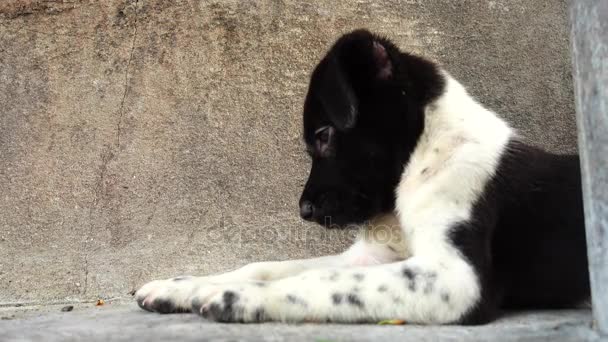 Thailändska barn hundvalp — Stockvideo