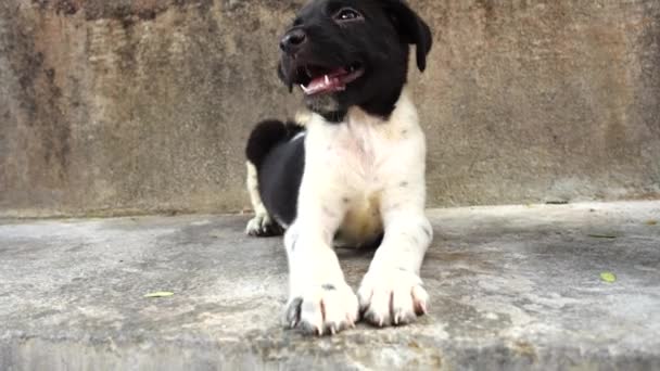 Thaise baby dog pup — Stockvideo