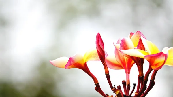 Bela Flor Frangipani Árvore Amor Valentine — Fotografia de Stock