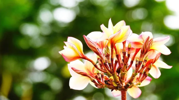 Bela Flor Frangipani Árvore Amor Valentine — Fotografia de Stock