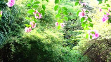  Kırmızı tam güneş doğa açık yaz              