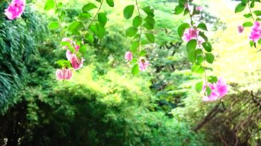  Kırmızı tam güneş doğa açık yaz              