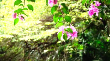  Kırmızı tam güneş doğa açık yaz              