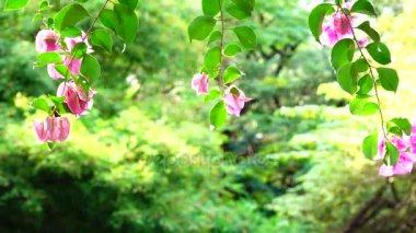  Kırmızı tam güneş doğa açık yaz              