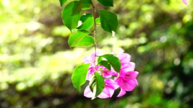  Kırmızı tam güneş doğa açık yaz              