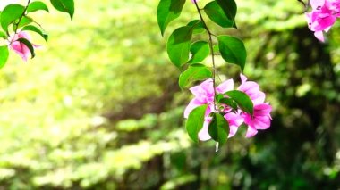  Kırmızı tam güneş doğa açık yaz              