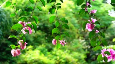 HD süper yavaş pembe Begonviller çiçekler