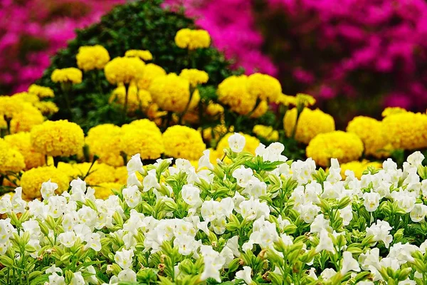 Vita Pansy Svenskspråkiga Trädgård Blomma — Stockfoto