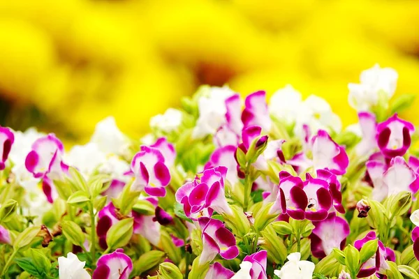 Pink Pansy Disambiguation Garden Flower — Stock Photo, Image