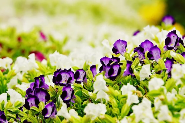 Purple Pansy Disambiguation Garden Flower — Stock Photo, Image