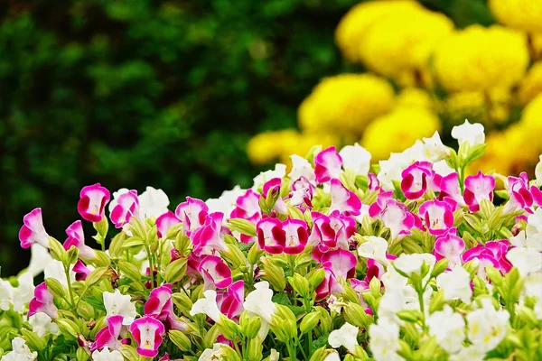 Roze Pansy Doorverwijspagina Tuin Bloem — Stockfoto