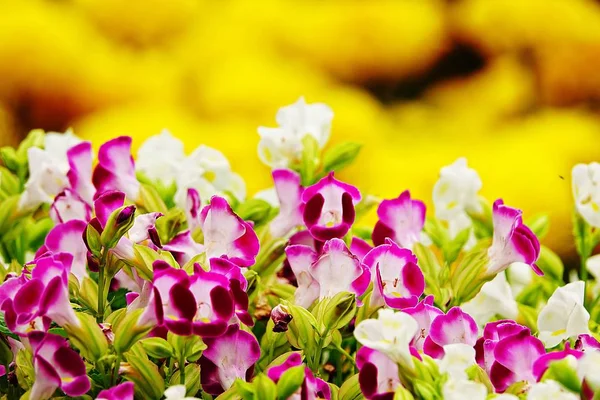 Roze Pansy Doorverwijspagina Tuin Bloem — Stockfoto