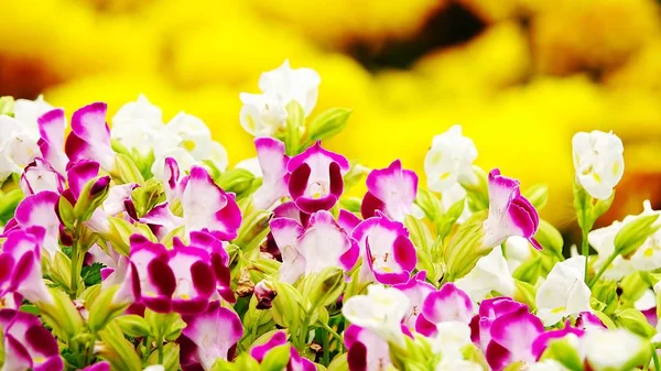 Pink Pansy Disambiguation Garden Flower — Stock Photo, Image