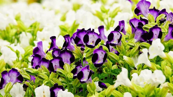 Púrpura Pansy Desambiguación Flor Del Jardín — Foto de Stock