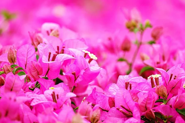 Rosa Bougainvillea Blüten Wiegen Sich Sonnenschein — Stockfoto