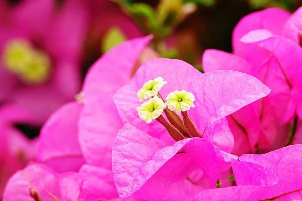 Rosa Bougainvillea Blommor Vajar Solskenet — Stockfoto