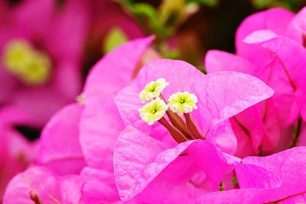 Fiori Bouganville Rosa Ondeggianti Sotto Sole — Foto Stock