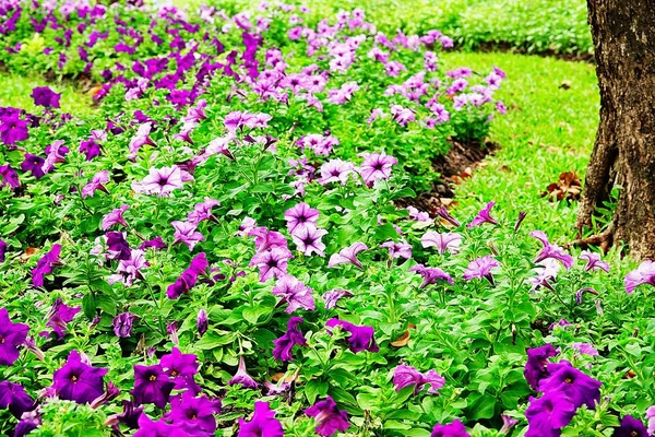 Petunia Belo Flawer Jardim Verão — Fotografia de Stock