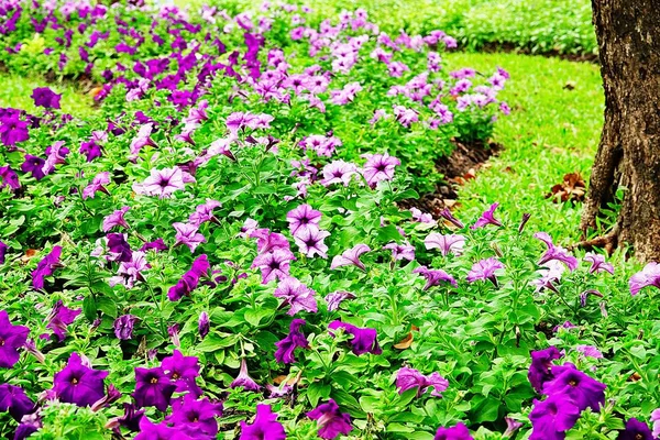 Petunia Bellissimo Flawer Giardino Estate — Foto Stock