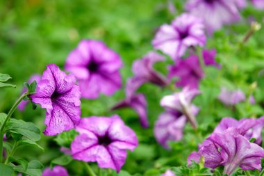 Petunya flawer Bahçe yaz