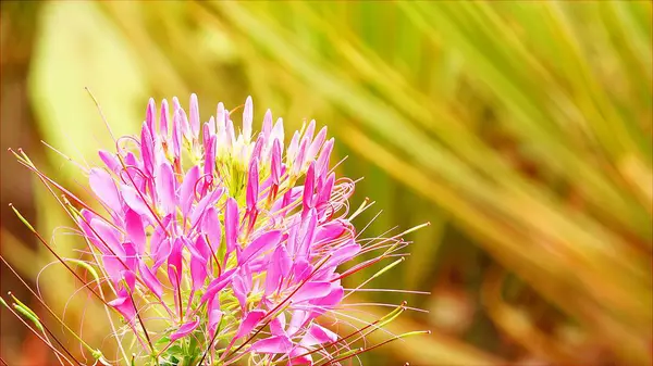 Pink Spider Flower Nature Garden Outdoor Summer — Stock Photo, Image