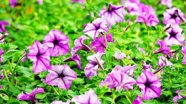 Petunia Flawer Jardín Verano —  Fotos de Stock