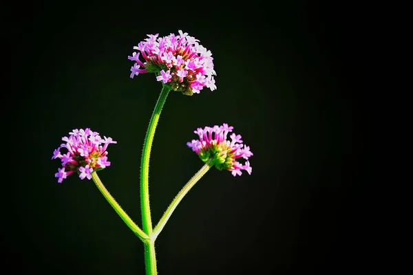Piękne Kwiaty Fioletowe Niewyraźne Tło Zielony Naturalnego Bokeh Abstrakcja — Zdjęcie stockowe