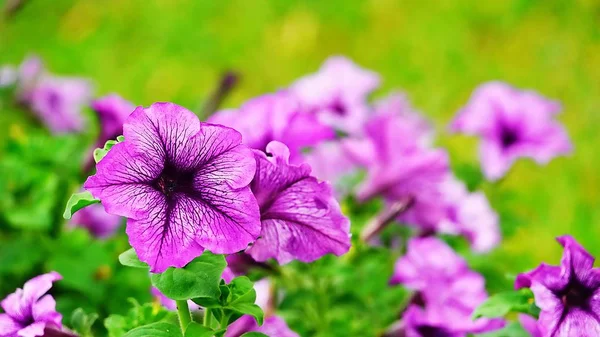 Petunia Flawer Trädgård Sommaren — Stockfoto