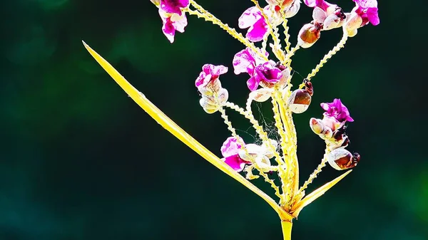 Vacker Lila Blommor Abstrakt Suddig Grön Bakgrund Med Naturliga Bokeh — Stockfoto