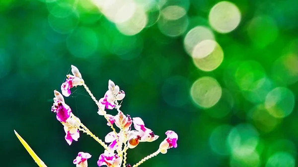 Hermosas Flores Púrpuras Sobre Fondo Verde Borroso Abstracto Con Bokeh —  Fotos de Stock