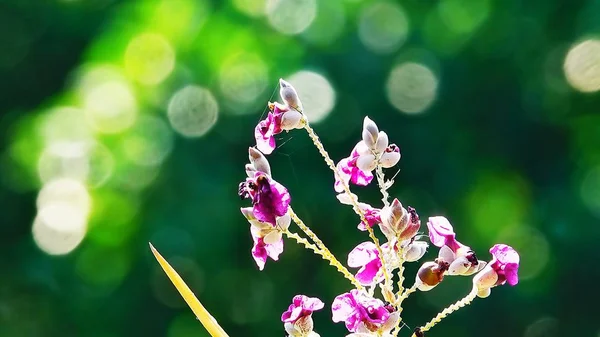 Hermosas Flores Púrpuras Sobre Fondo Verde Borroso Abstracto Con Bokeh —  Fotos de Stock