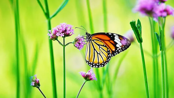 Thailändische Schmetterlinge Auf Der Weide Blumen Insekten Freien Natur — Stockfoto