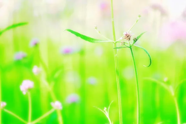 Blur Focus Right Fair Beautiful Meadow Purple Flowers Nature Outdoor — Stock Photo, Image