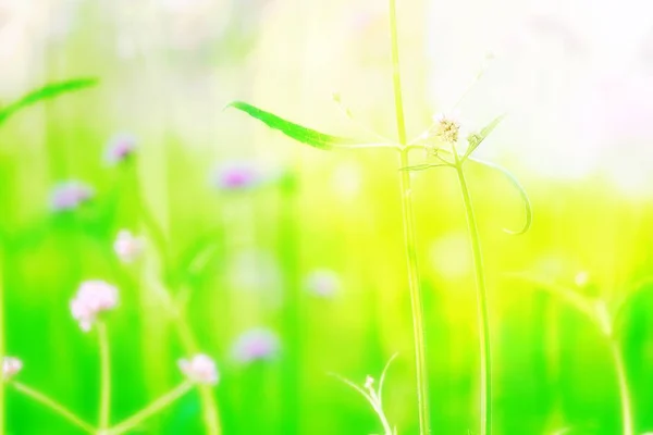Focus Recht Eerlijke Mooie Weide Paarse Bloemen Natuur Buiten Zomer — Stockfoto