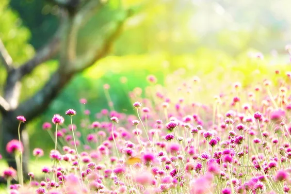 Blur Focus Right Fair Beautiful Meadow Purple Flowers Nature Outdoor — Stock Photo, Image