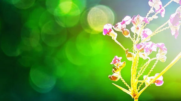 Tarief Rechts Prachtige Purperen Bloemen Abstracte Wazig Groene Achtergrond Met — Stockfoto